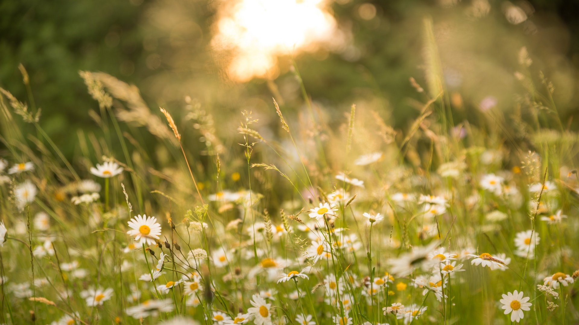 Blumenwiese mit Gänseblümchen an einem Sommernachmittag